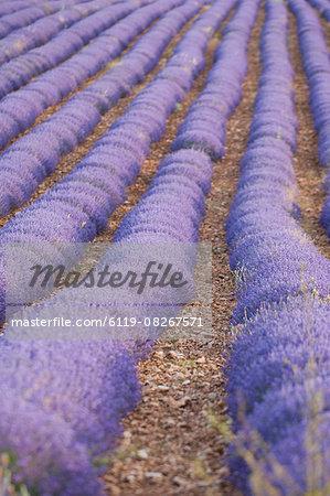 Rows of Lavender,Luberon,France