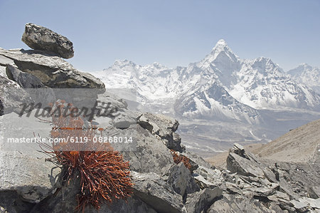 High altitude flowers, Ama Dablam in background, Solu Khumbu Everest Region, Sagarmatha National Park, Himalayas, Nepal, Asia