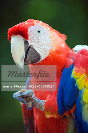 Macaw at Copan Ruins, Honduras, Central America