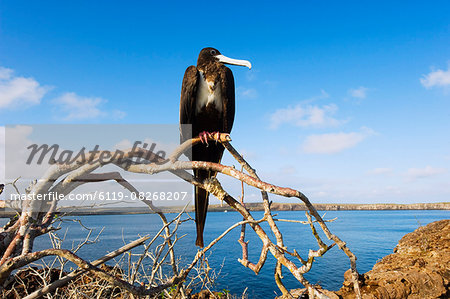 Great frigate bird (Frigata minor), Isla Genovesa, Galapagos Islands, UNESCO World Heritage Site, Ecuador, South America