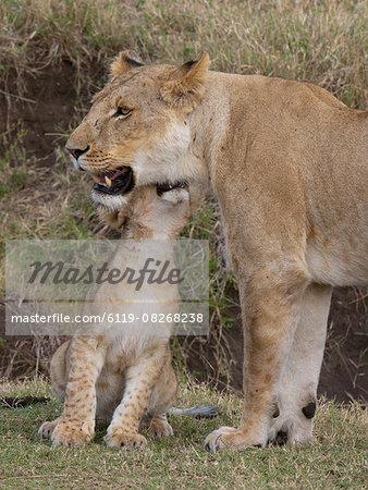 Lion (Panthera leo) female and cub, Masai Mara, Kenya, Eat Africa, Africa