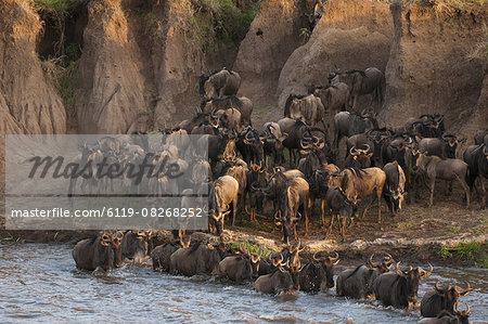 Wildebeest crossing Mara River during annual migration, Masai Mara, Kenya, East Africa, Africa
