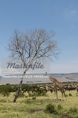Masai Giraffe (Giraffa camelopardalis), Masai Mara, Kenya, East Africa, Africa