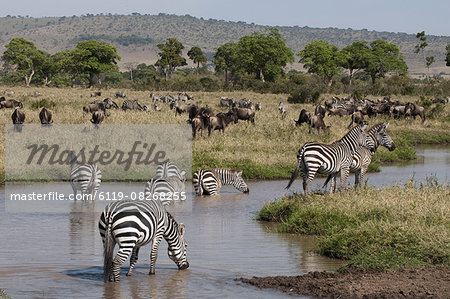 Zebra (Equus quagga), Masai Mara, Kenya, East Africa, Africa