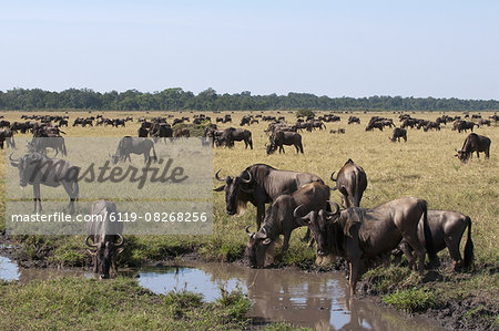 Wildebeest (Connochaetes taurinus), Masai Mara, Kenya, East Africa, Africa