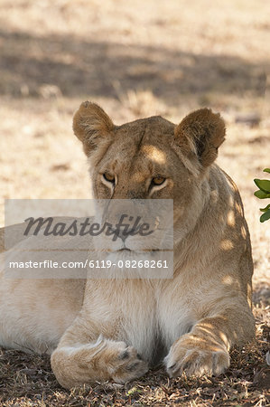 Lion (Panthera leo), Masai Mara, Kenya, East Africa, Africa