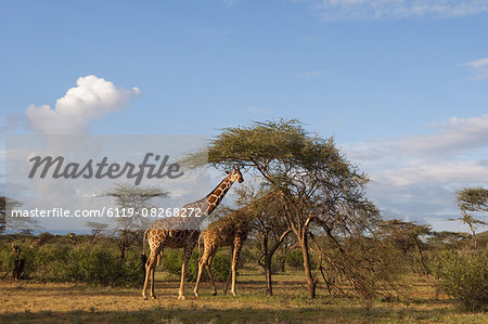 Reticulated Giraffe (Giraffa camelopardalis reticulata), Samburu National Park, Kenya, East Africa, Africa