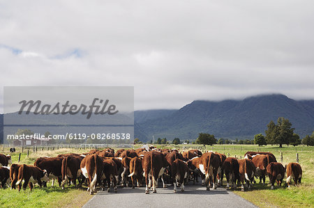 Cattle on Cook Flat Road, near Fox Township, West Coast, South Island, New Zealand, Pacific