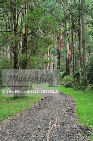 Mountain Ash forest, Dandenong Ranges National Park, Dandenong Ranges, Victoria, Australia, Pacific