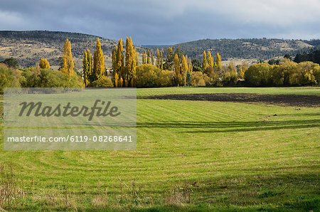 Farmland, Bushy Park, Tasmania, Australia, Pacific