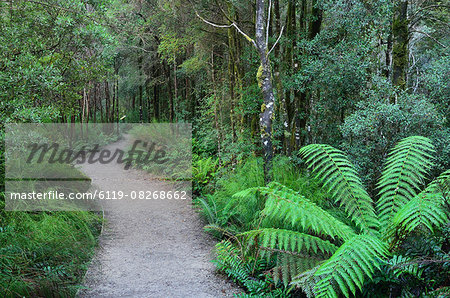 Footpath through Temperate Rainforest, Nelson River, Tasmania, Australia, Pacific