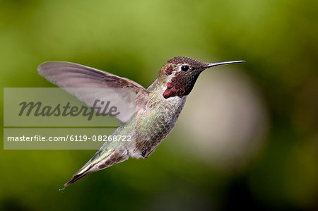 Male Anna's hummingbird (Calypte anna), near Saanich, British Columbia, Canada, North America