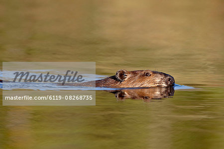 Beaver (Castor canadensis) swimming in a pond, Denali Highway, Alaska, United States of America, North America