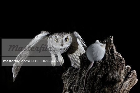 Western screech-owl (Megascops kennicottii) in flight, The Pond, Amado, Arizona, United States of America, North America