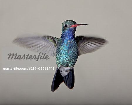 Male broad-billed hummingbird (Cynanthus latirostris) in flight, Madera Canyon, Coronado National Forest, Arizona, United States of America, North America Male broad-billed hummingbird (Cynanthus latirostris) in flight, Madera Canyon, Coronado National Forest, Arizona, United States of America, North America