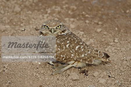 Burrowing owl (Athene cunicularia), Salton Sea, California, United States of America, North America