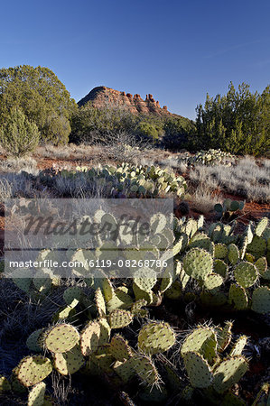 Prickly pear cactus and Cockscomb formation, Coconino National Forest, Arizona, United States of America, North America