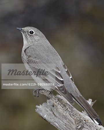 Townsend's solitaire (Myadestes townsendi), Abiquiu Lake, New Mexico, United States of America, North America