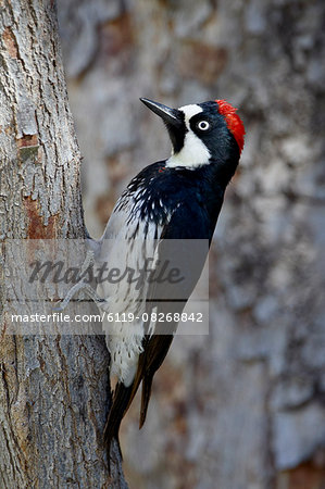 Female acorn woodpecker (Melanerpes formicivorus), Chiricahuas, Coronado National Forest, Arizona, United States of America, North America