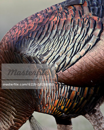 Wild turkey (Meleagris gallopavo) feather iridescence, Chiricahuas, Coronado National Forest, Arizona, United States of America, North America Wild turkey (Meleagris gallopavo) feather iridescence, Chiricahuas, Coronado National Forest, Arizona, United States of America, North America