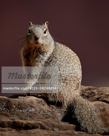 Rock Squirrel (Spermophilus variegatus), Zion National Park, Utah, United States of America, North America