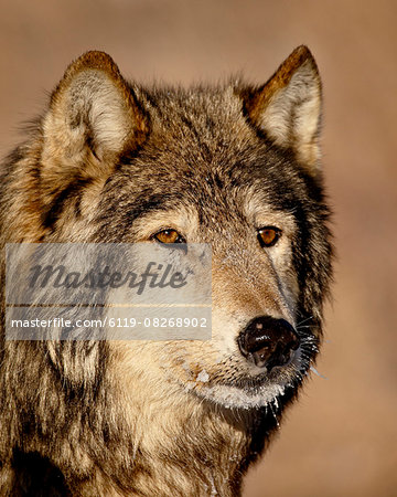 Gray wolf (Canis lupus) in captivity, near Bozeman, Montana, United States of America, North America