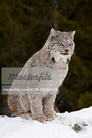 Canadian Lynx (Lynx canadensis) in the snow, in captivity, near Bozeman, Montana, United States of America, North America