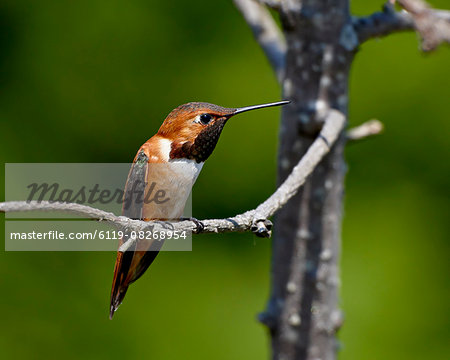 Rufous hummingbird (Selasphorus rufus), near Saanich, British Columbia, Canada, North America