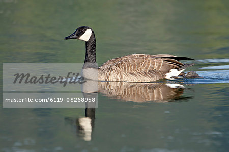 Canada goose (Branta canadensis) swimming, Esquimalt Lagoon, Saanich, British Columbia, Canada, North America