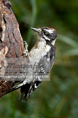 Downy woodpecker (Picoides pubescens), Wasilla, Alaska, United States of America, North America