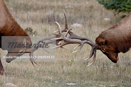 Two bull elk (Cervus canadensis) fighting, Jasper National Park, Alberta, Canada, North America