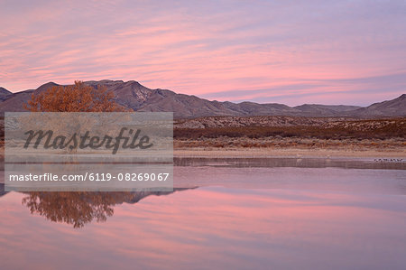 Pink clouds and pond at sunrise, Bosque Del Apache National Wildlife Refuge, New Mexico, United States of America, North America