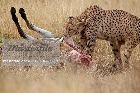 Two cheetah (Acinonyx jubatus) at a zebra kill, Kruger National Park, South Africa, Africa