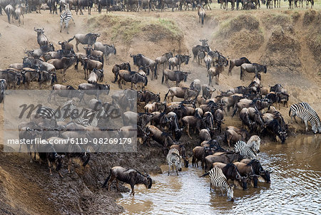 Herd of blue wildebeest (brindled gnu) (Connochaetes taurinus) and common zebras (Burchell's zebra) (Equus burchelli) drinking at Mara River, Masai Mara National Reserve, Kenya, East Africa, Africa