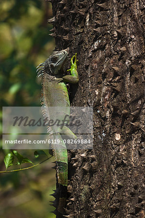 A male green iguana on a spiny pochote tree, Nosara, Nicoya Peninsula, Guanacaste Province, Costa Rica, Central America