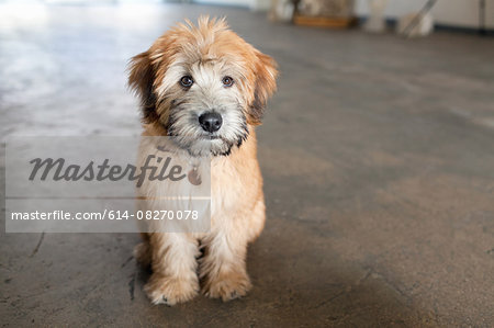 Portrait of puppy sitting on kitchen floor