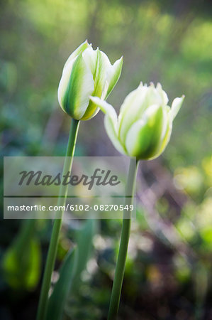 White tulips, close-up