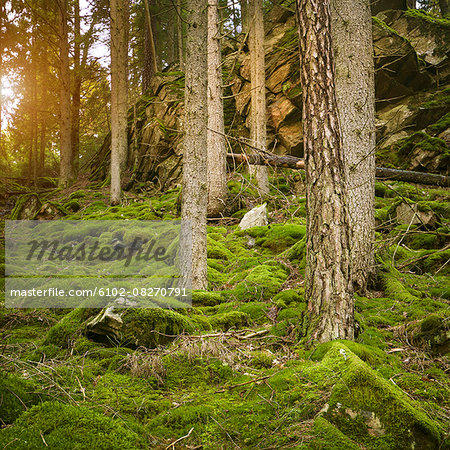 View of forest