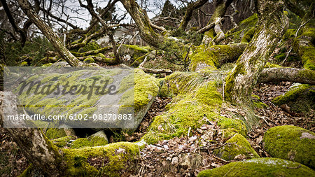 Moss on rocks