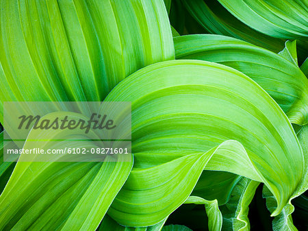 Green leaves, close-up