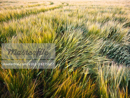 Wheat field