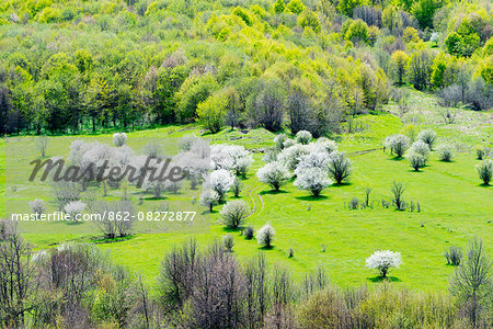 Eurasia, Caucasus region, Armenia, Lori province, rural scenery, spring cherry blossom