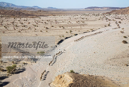 Ethiopia, Hamed Ela, Afar Region. Tigrayan men lead camel and donkey caravans along a seasonal watercourse to collect salt blocks from pans situated below sea level in the Danakil Depression.