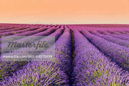 Lavender field at sunset, Plateau de Valensole, Provence, France