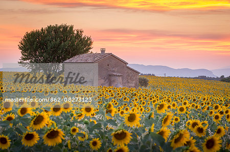 Provence, Valensole Plateau, France, Europe. Lonely farmhouse in a field full of sunflowers, lonely tree, sunset. Provence, Valensole Plateau, France, Europe. Lonely farmhouse in a field full of sunflowers, lonely tree, sunset.