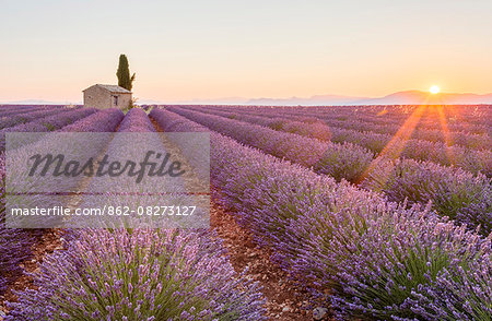 Provence, Valensole Plateau, France, Europe. Lonely farmhouse and cypress tree in a Lavender field in bloom, sunrise with sunburst.