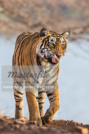 India, Rajasthan, Ranthambhore.  A female Bengal tiger walks along the bank of a lake as she calls to her cubs.