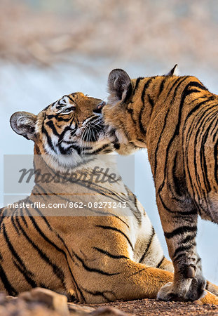India, Rajasthan, Ranthambhore.  A female Bengal tiger is greeted by one of her one year old cubs.