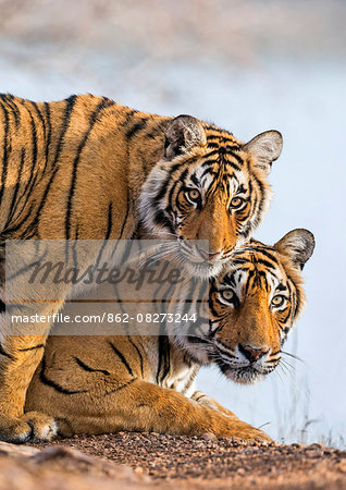 India Rajasthan, Ranthambhore.  A female Bengal tiger with one of her one year old cubs.