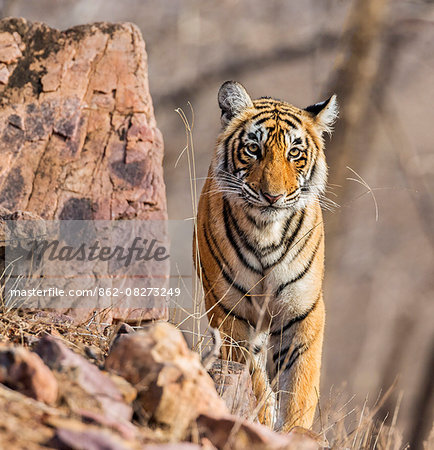 India, Rajasthan, Ranthambhore.  A one year old Bengal tiger.